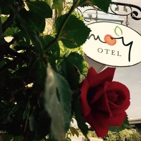 Moy אורחן אלאקאטי